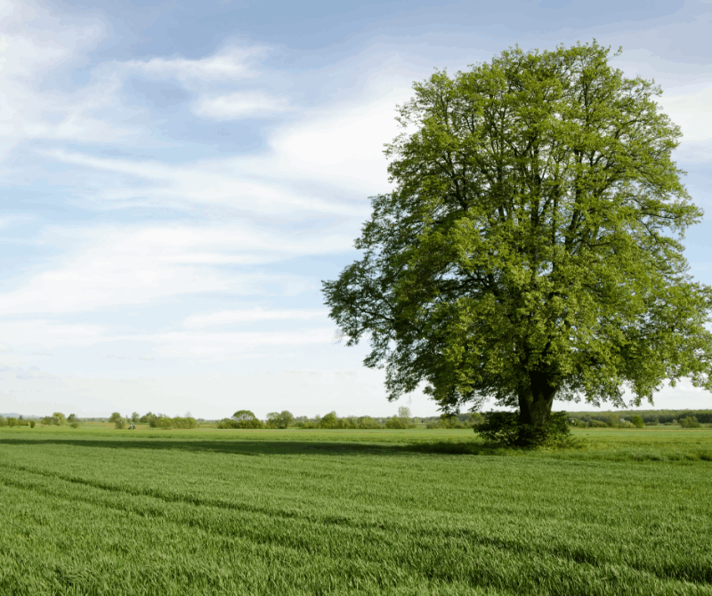 Landscape image of sky, grass and green tree